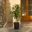 Adcock UV Resistant Artificial Yellow Dracaena Tree, Faux Tree with Large Base for Indoor Outdoor-983444161-983444160