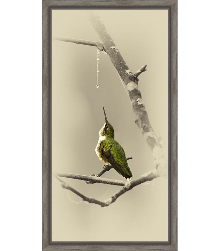 " Hummingbird With Dew Drop "