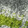 Tapis vert / gris à motif abstrait Croskey