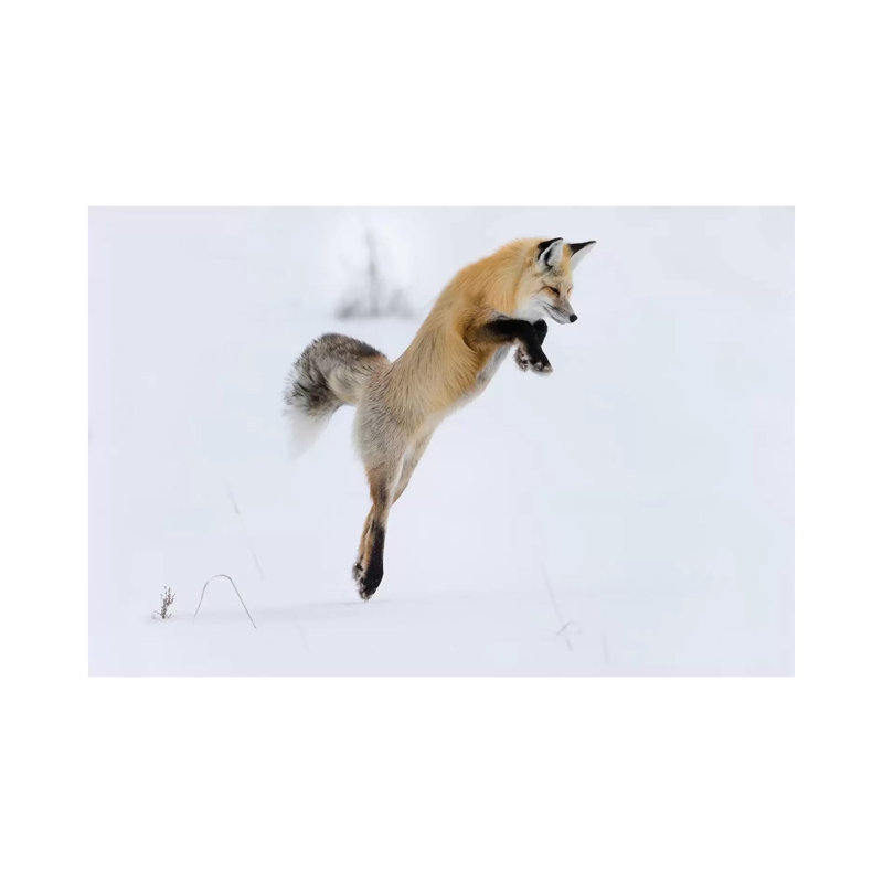 A Red Fox Leaping to Break Through the Snow to Get a Rodent 1 Piece Wrapped Canvas Wall Art, 20.32 cm H x 30.48 cm W