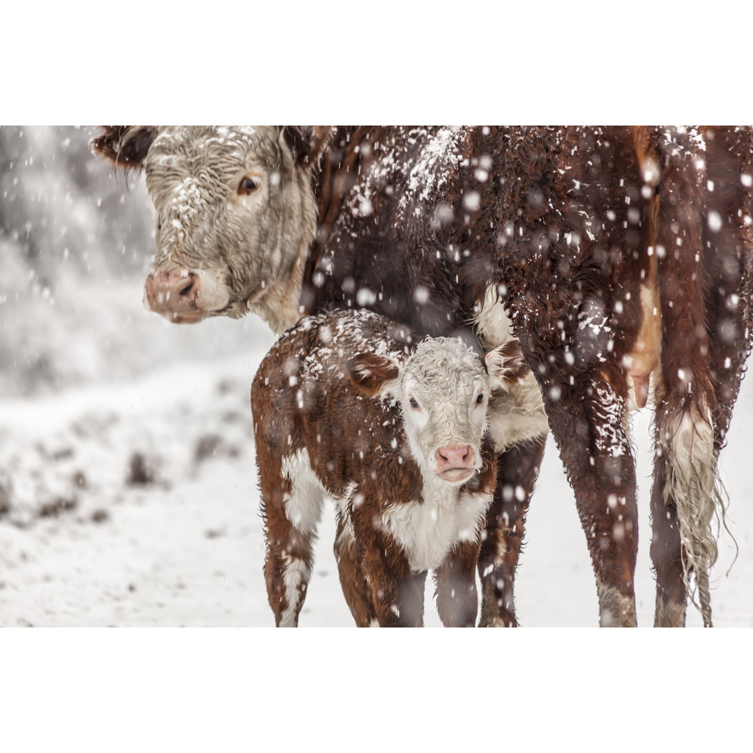 Cow And Calf by AleMoraes244 - Wrapped Canvas Print