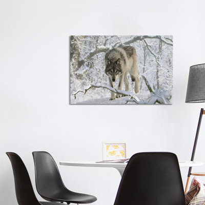 Zoo Wolf 04 by Gordon Semmens - Wrapped Canvas Print