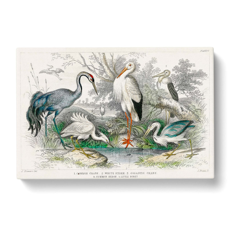 Crane, Stork, Egret & Heron by Oliver Goldsmith - Wrapped Canvas Painting, 40cm H x 60cm W x 3cm D