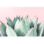 Abdirazaq Sweet Succulents - impression sur papier-820391090-808758030
