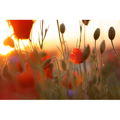 Poppy Field (against sunlight with flares)