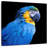 Brampt Neotropical Blue Macaw-109359216