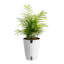 Parlor Palm Plant in Planter