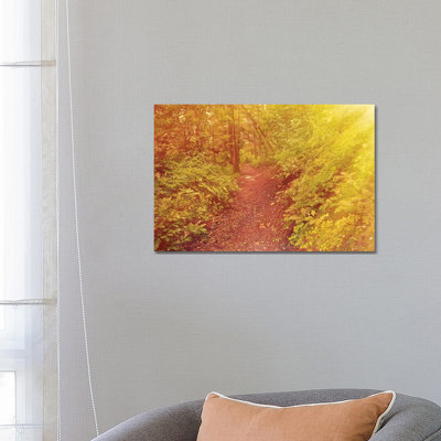 Forest Sunrays by Mark Paulda - Print on Canvas