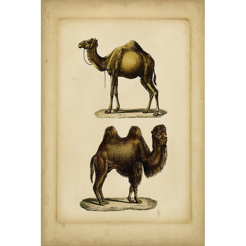 Studies In Natural History II - Wrapped Canvas Print, 46cm H x 30cm W x 3.8cm D