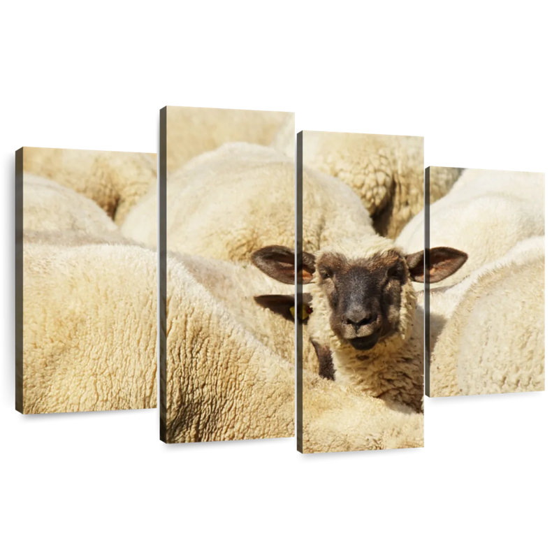 Mouton Brampt, H 32 po x l 52 po