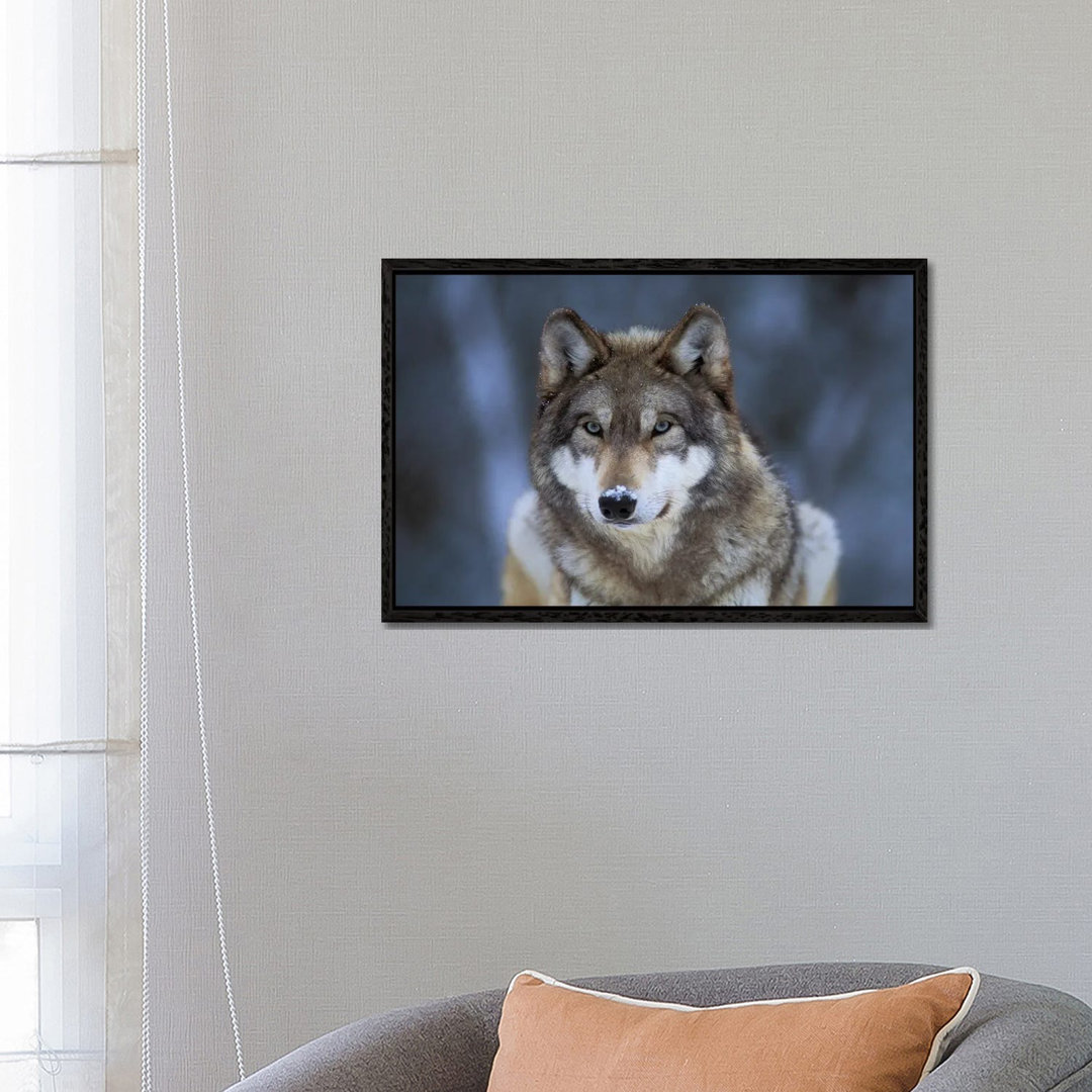 Grauer Wolf in Gefangenschaft im International Wolf Center in Ely, Minnesota I von Joel Sartore - Galerie-verpackte Lein...