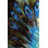 " Feather II " by Danielle Harrington Painting Print