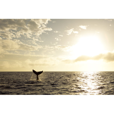 A Tail Of A Humpback Whale - No Frame Print on Canvas