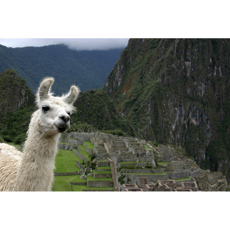 Llama Guide - Wrapped Canvas Print, 20cm H x 30cm W x 3.8cm D