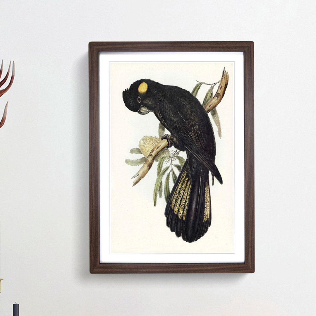 Funereal Cockatoo by Elizabeth Gould - Framed Print