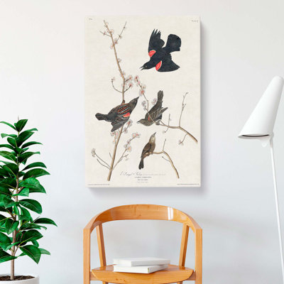 Starling by John Audubon - Wrapped Canvas