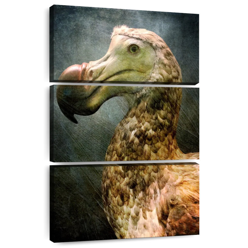 Magnifique dodo Brampt