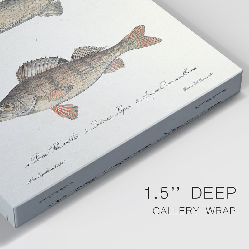 Species Of Antique Fish II - Wrapped Canvas Print, 36" H x 24" W x 1" D