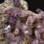 Amethyst From Piedra Parada, Las Vigas De Ramirez, Veracruz, Mexico