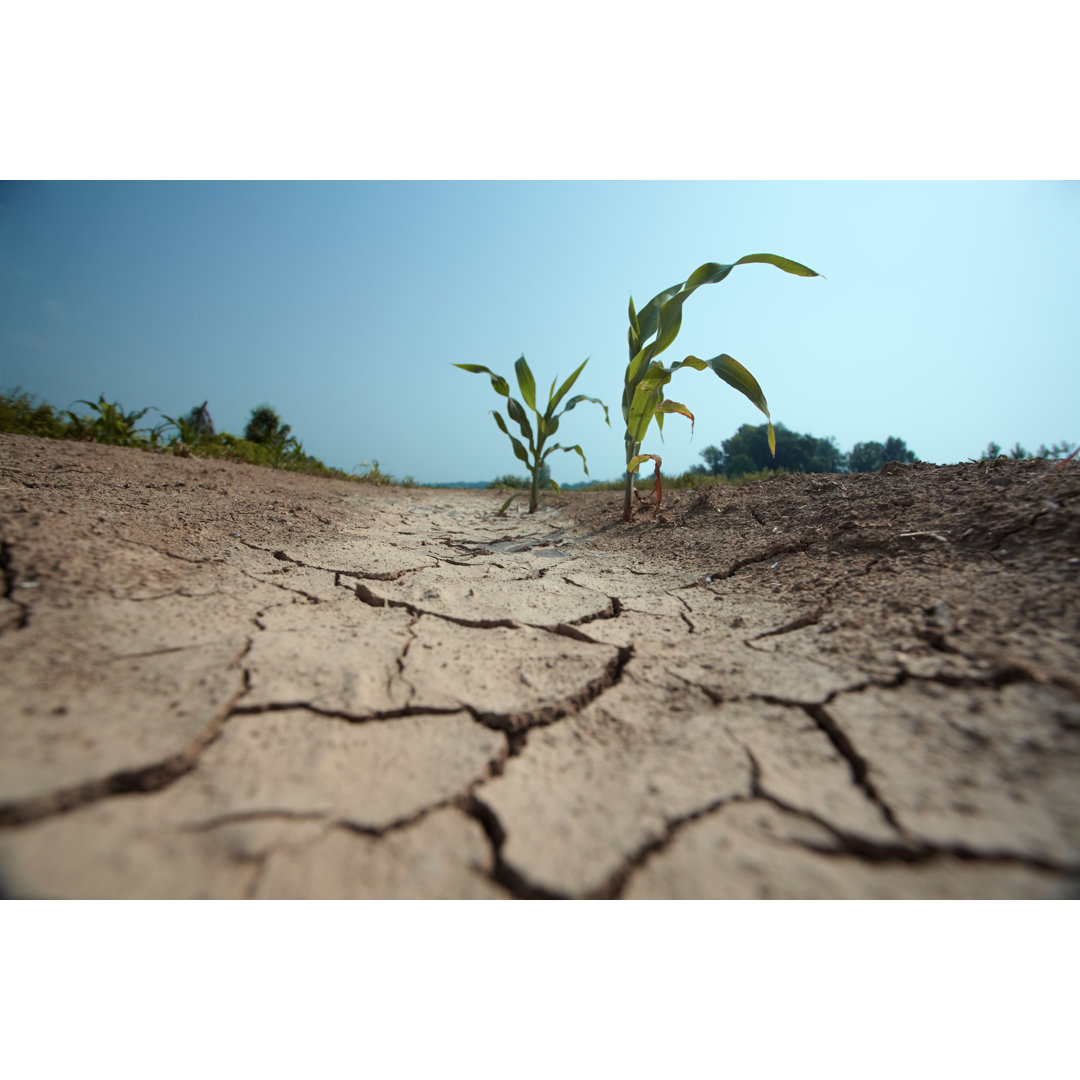 Drought von Drbouz - Kunstdrucke auf Leinwand ohne Rahmen