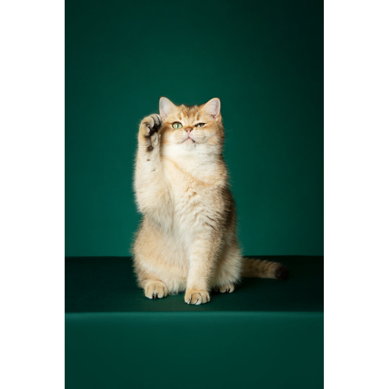 Chat doré doré de Zhuyufang, H 18 po x l 12 po