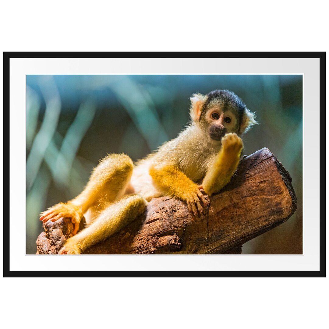 Gerahmtes Poster Kapuzineräffchen auf Baum