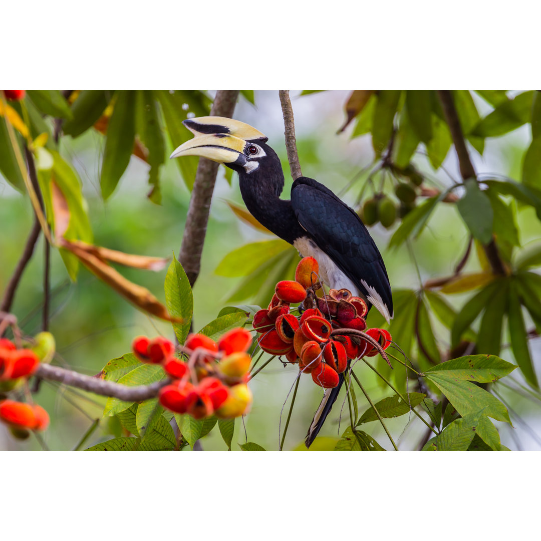 Leinwandbild Oriental Pied Hornbill