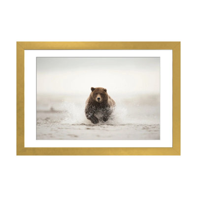 Ours brun, Alaska, États-Unis, reproduction d'art sur toile encadrée