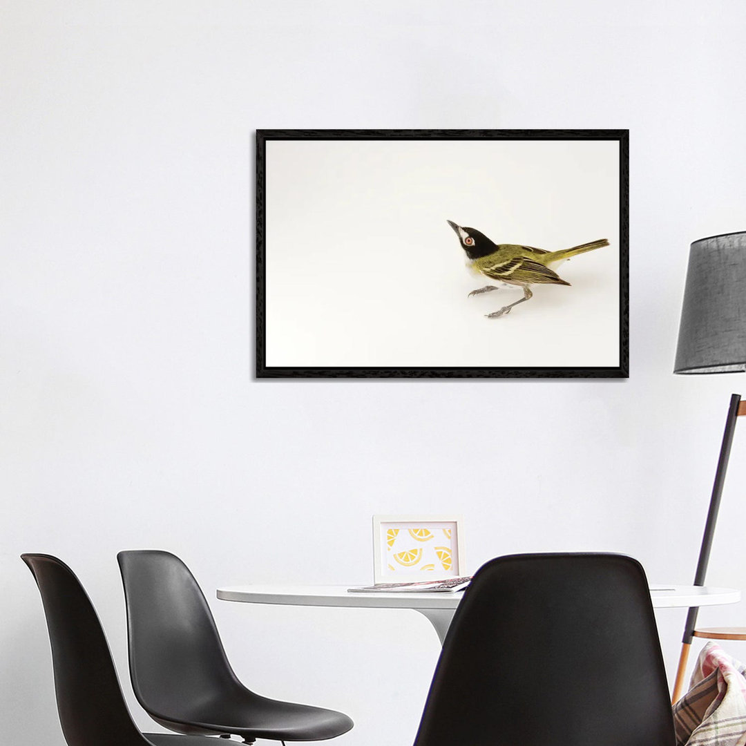 A Black-Capped Vireo At Fort Hood, Texas von Joel Sartore - Gallery-Wrapped Canvas Giclée on Canvas