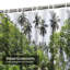 Rideau de douche à 12 crochets Tropical Forest Island-125051559