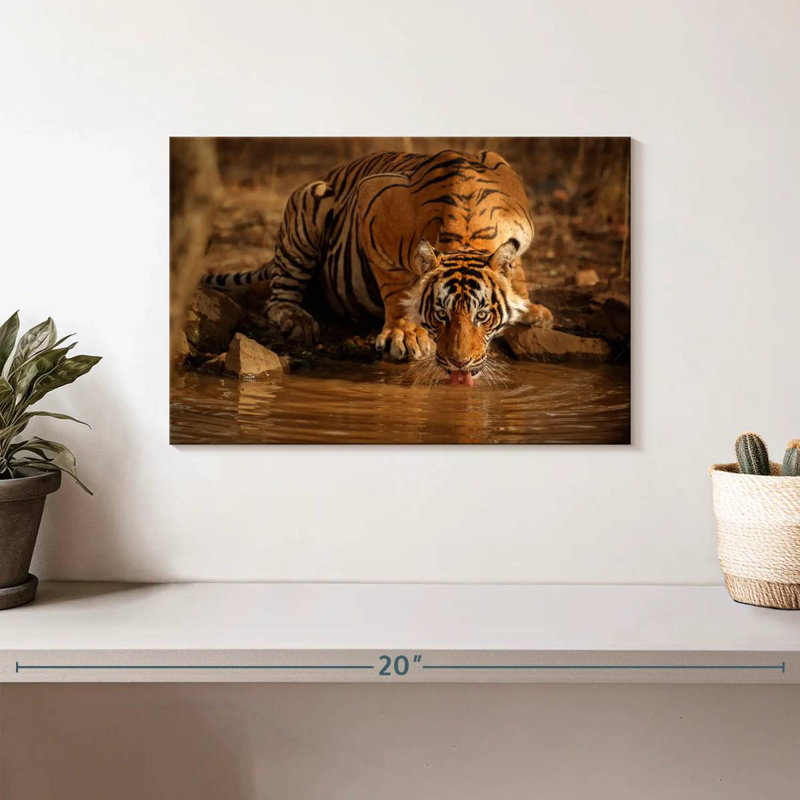 Brampt Drinking Wild Tiger, 8" H x 12" W