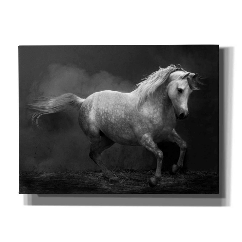 «Morocco barb» par Susan Friedman,, L 54 po x H 40 po