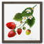 Strawberry Study II, reproduction d’art encadrée-243089449-243089463-239213638