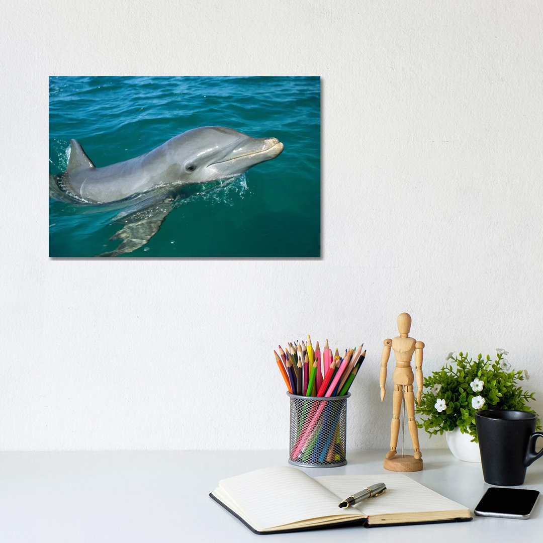 Bottlenose Dolphin Surfacing, Honduras by Konrad Wothe - Wrapped Canvas Print