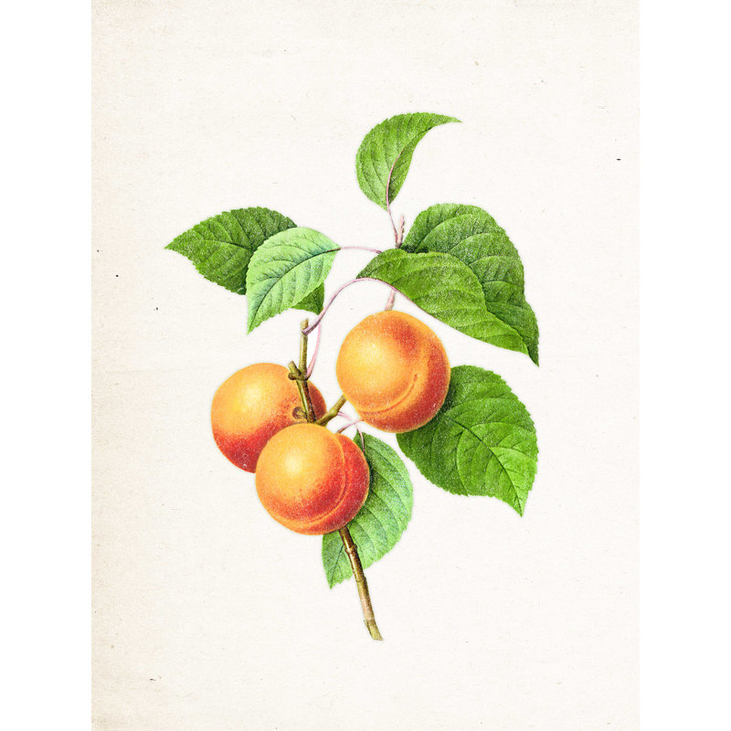 Simple Simple Peaches - impression sur toile tendue, H 40 po x l 30 po