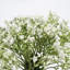 Baby's Breath Arrangement-855628107