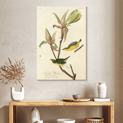 Brampt Kentucky Warbler