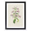 Purple Beardtongue Flower Illustration - Framed Print-55616366-55616368