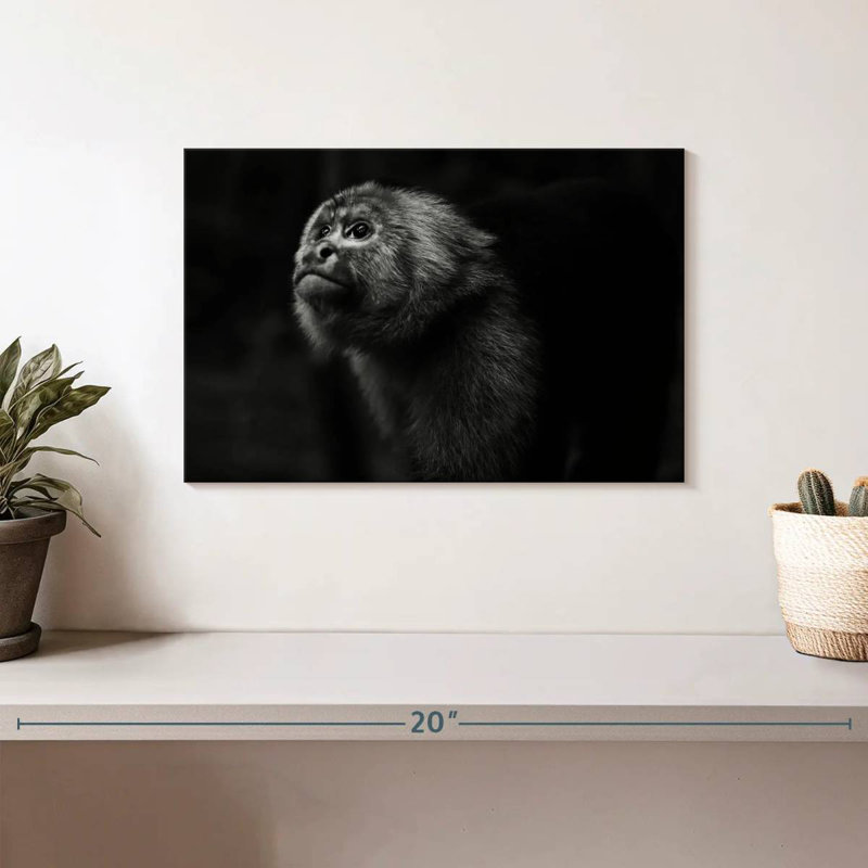 Brampt Capuchin Monkey, 8" H x 12" W