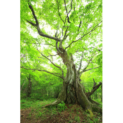 Primeval Forest by Noririn - Wrapped Canvas Print