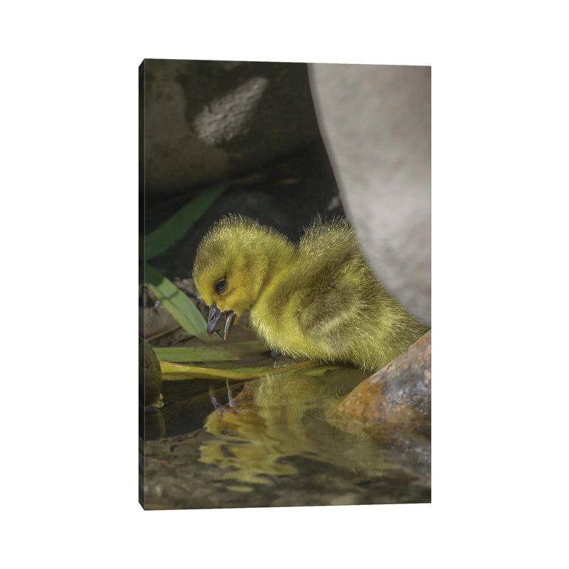 Goosling Reflection by Louis Ruth - Wrapped Canvas Print, 20.32 cm H x 30.48 cm W