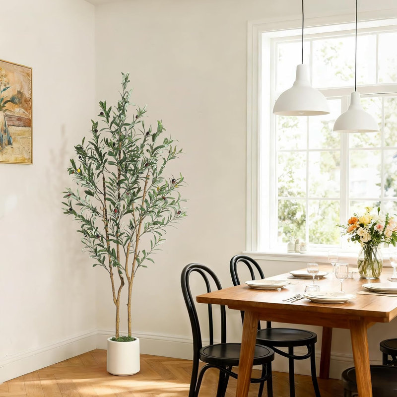 152cm Plant