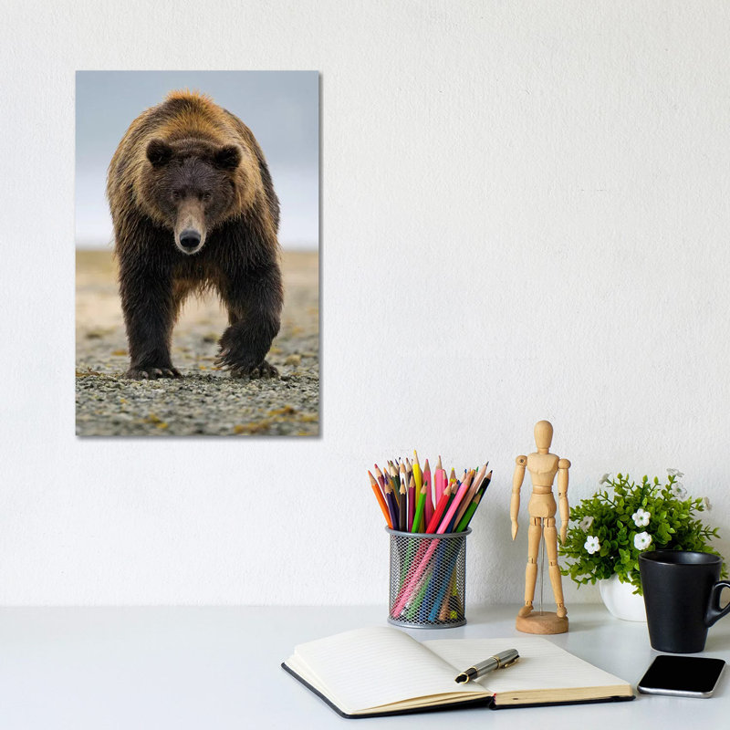 Brown Bear, Katmai, Alaska by Jaymi Heimbuch - Wrapped Canvas Print, 20.32 cm H x 30.48 cm W