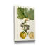 Reproduction d’art sur toile tendue « Turpin Exotic Botanical IV »-1881511274