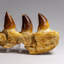 Genuine Mosasaur Tooth In A Fossilized Jaw Bone (146.8 Grams)