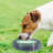 Pet Bowl-98664301