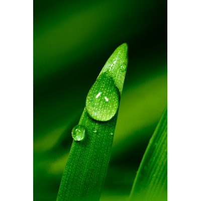 Blade Of Grass by Pawel.gaul - No Frame Art Prints on Canvas