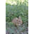 Sitting Rabbit Statue