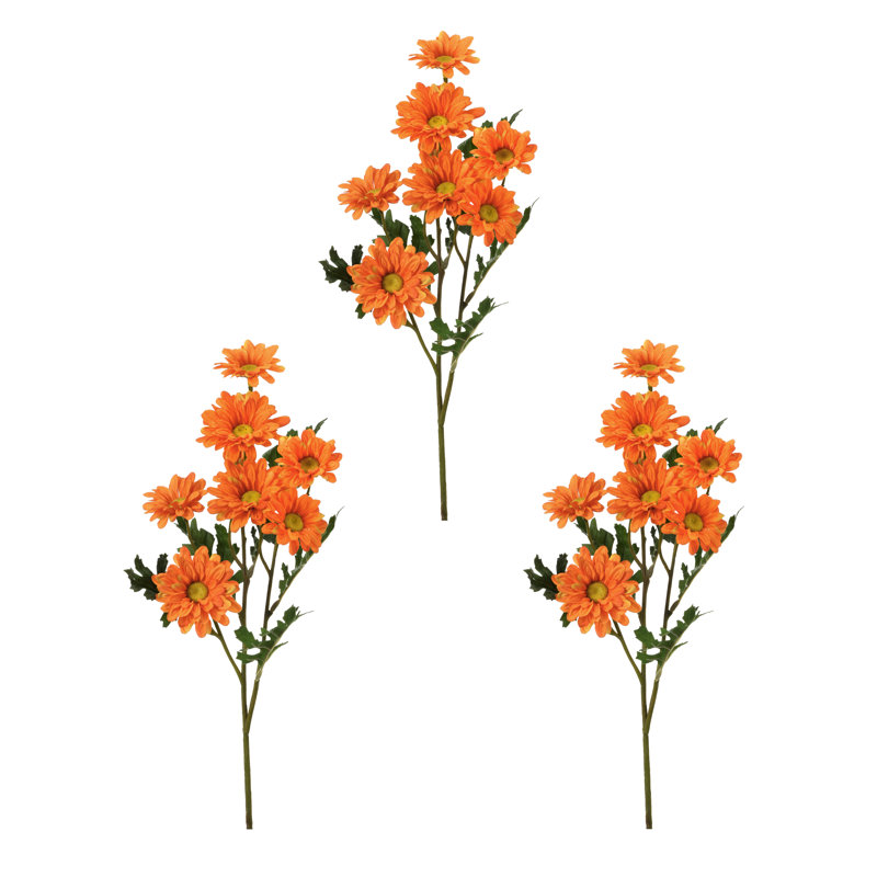 Marguerite marguerite X7 + 3bud 25 po , Orange