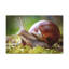Art mural majestueux escargots